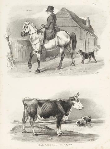 Henry Walter Untitled Images of Livestock, Plate 9