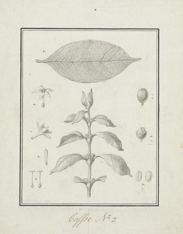 Luigi Balugani Coffea arabica L. (Arabica Coffee): finished drawing of leafy shoot, with details of flowers, leaf, and fruits