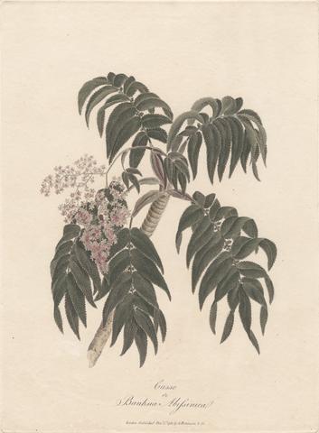 James Heath Cusso or Banksia Abissinica 1789