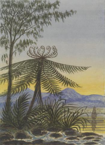 Lt. Gen. Charles Emilius Gold View near Auckland: Evening-Trees and Ferns