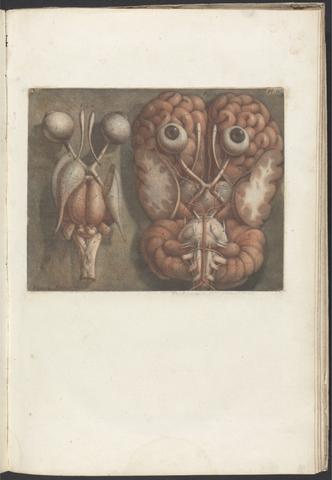 Exposition anatomique des organes des sens : jointe à la névrologie entière du corps humain et conjecture sur l'électricité animale : avec des planches imprimées en coleurs naturelles, suivant le nouvel art / par M. Dagoty.