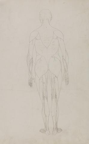 George Stubbs Human Figure, Posterior View (Further Study for Table XII)