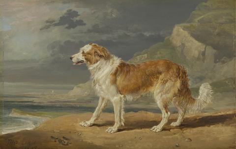 James Ward Rough-Coated Collie