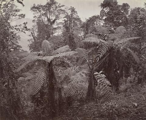 Samuel Bourne Darjeeling, Group of Tree Ferns at Lebong