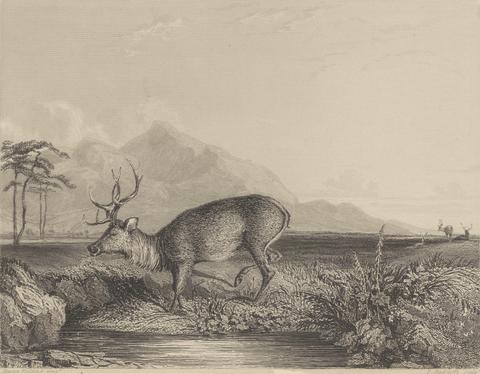 Edward Radclyffe Stag at the Edge of a Pond