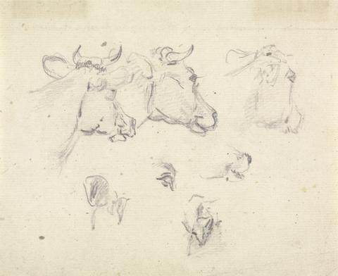 Sawrey Gilpin Studies of a cow's head