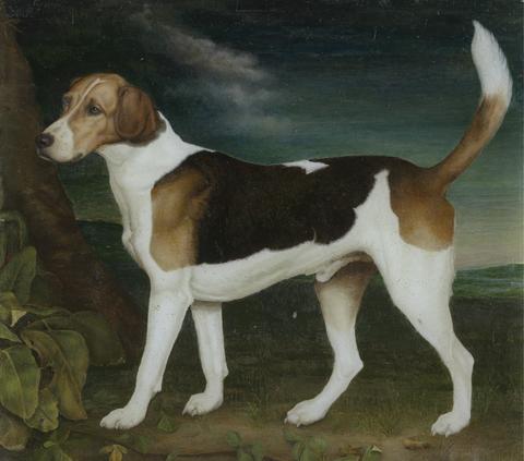 unknown artist Ringwood, a Brocklesby Foxhound