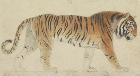 Thomas Stothard A Tiger, Full-Length, in Profile, Walking Towards Right