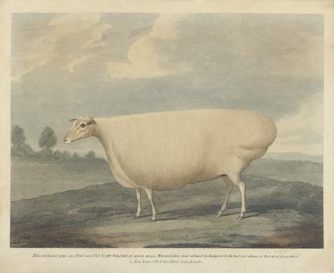 This Celebrated Ewe was Bred and Fed, by Mr. Wilcox.