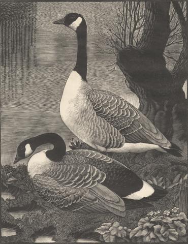 Charles F. Tunnicliffe Canadas in Cheshire