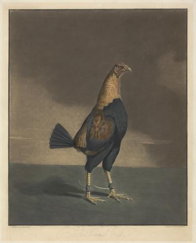 Charles Turner Cock Fighting [a pair]: 2. The Trimm'd Cock