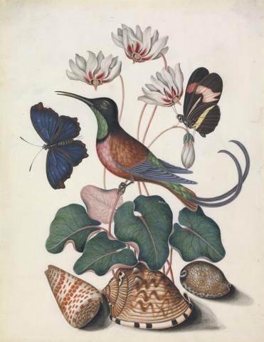 Bolton, James, active 1775-1795, artist. Crimson topaz hummingbird (Topaza pella), male, with Cyclamen (cf. Cyclamen L.) and (Lepidoptera Nymphalidae), open, and Red Postman (Heliconius erato phyllis), closed; shells, from left: (Conus tessulatus Born, 1778), (cf. Cypraecassis testiculus L. 1758), and (cf. Cypraea histrio Gmelin, 1791), from the natural history cabinet of Anna Blackburne.