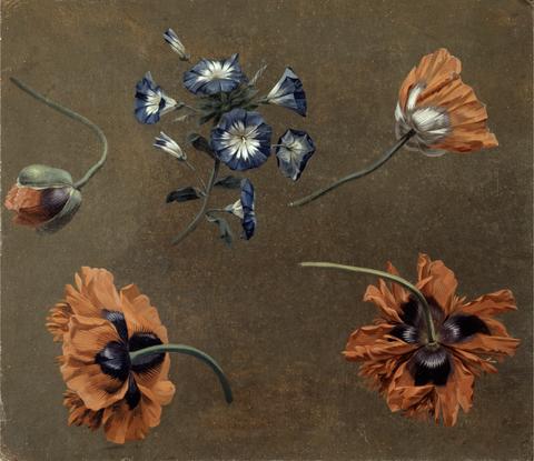 unknown artist Poppies and Tradascanthus