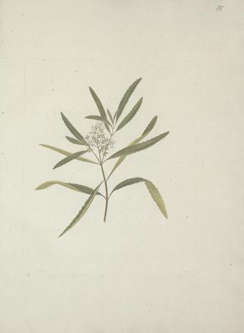 Luigi Balugani Nuxia oppositifolia (Hochst.) Benth. : finished drawing without detail of leaf