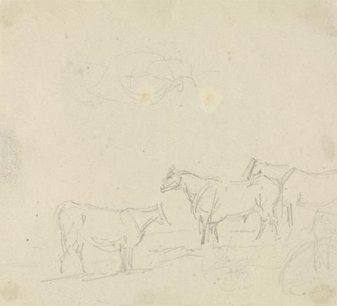 Sawrey Gilpin Study of Cattle