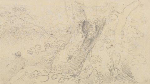 Capt. Thomas Hastings Sketch of a Hollow Tree Trunk