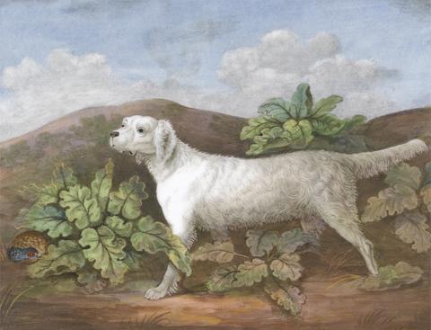 A Setter: Facing Left, with a Partridge Hiding among Burdocks on the Left
