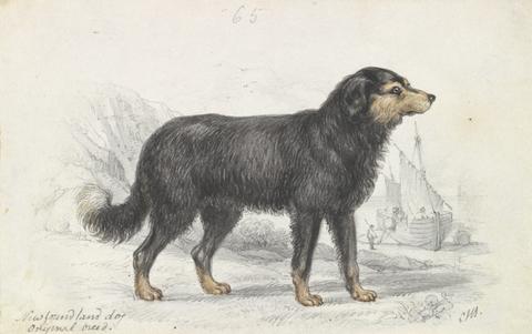 The Newfoundland Dog, Original Breed