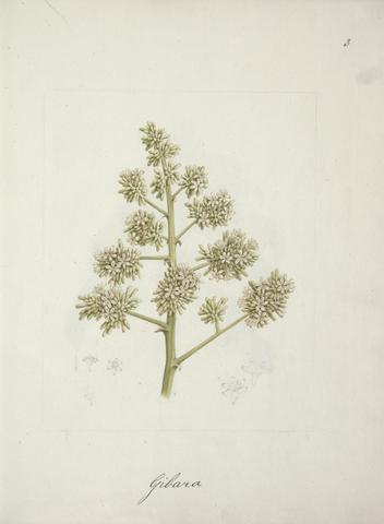 Luigi Balugani Dracaena steudneri Engl. (Dragon Tree): finished drawing with floral details below