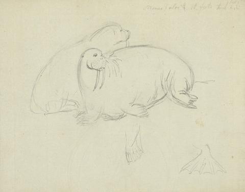 James Sowerby Two Walruses with Detail of Flippers