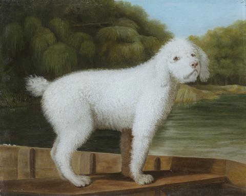 unknown artist White Poodle in a Punt