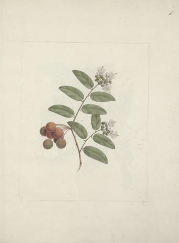 Capparis tomentosa Lam. (Caper): finished drawing of flowering and fruiting shoot