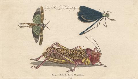 unknown artist The American Locust &c.