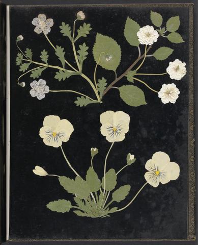 Album of cut-paper flowers.