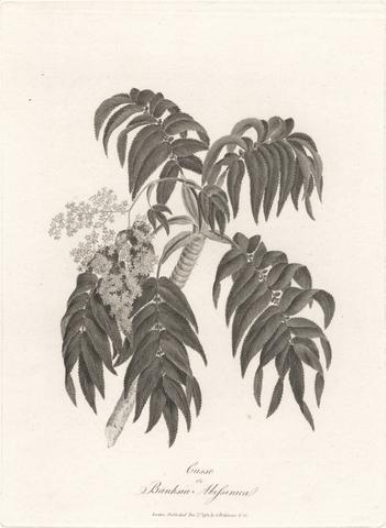 James Heath Cusso or Banksia Abissinica 1789