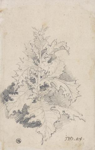 James Ward Study of a Thistle