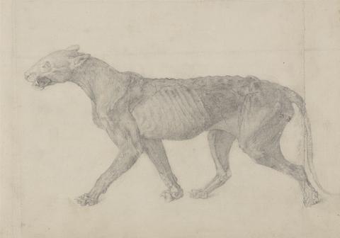 George Stubbs Tiger Body, Lateral View (First of nine drawings of another specimen of tiger)