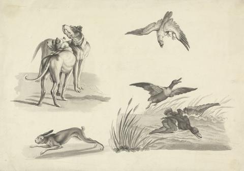 Samuel Howitt Sheet of Studies of Hounds, Hare, Falcon and Ducks