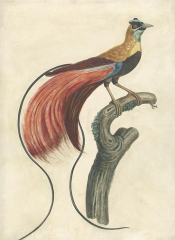 John Collet Red-Plumed Bird-of-Paradise (Paradisea Apoda Raggiana), Southeastern New Guinea