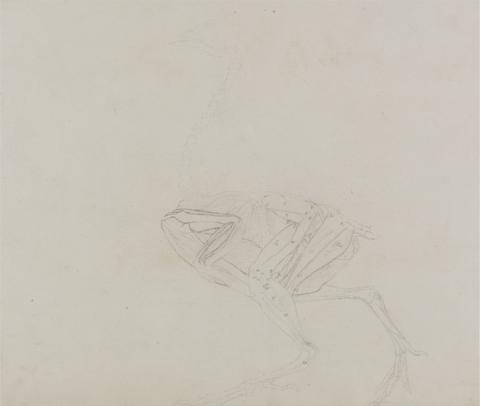 George Stubbs Dorking Hen Body, Lateral View (Study of the muscles of the body and limbs at a later stage of dissection)