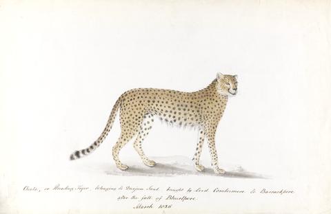 unknown artist Cheeta, or Hunting Tiger, Belonging to Durjun Saul, Brought by Lord Combermere to Barrackpore, after the Fall of Bhurtpore, March 1826
