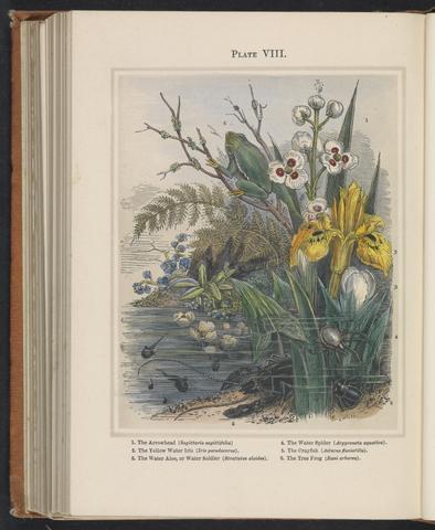 Humphreys, Henry Noel, 1810-1879. Ocean and river gardens: