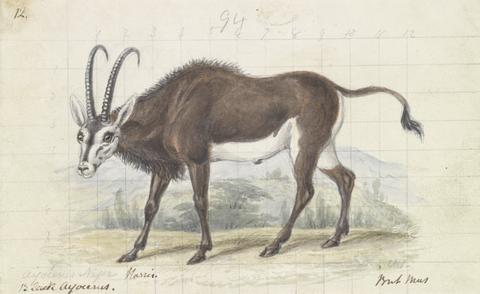 Charles Hamilton Smith Sable Antelope