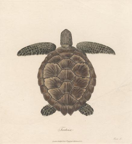 James Heath Tortoise
