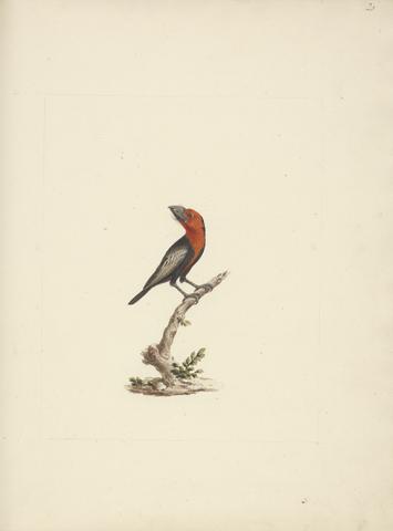 Luigi Balugani Lybius guifsobalito (Black-billed Barbet)