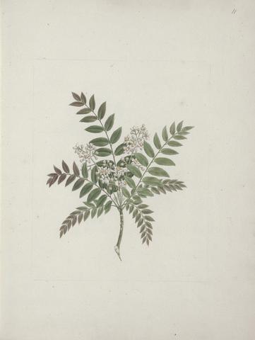 Luigi Balugani Clausena anisata (Willd) Benth. (Mosquito Plant): finished drawing