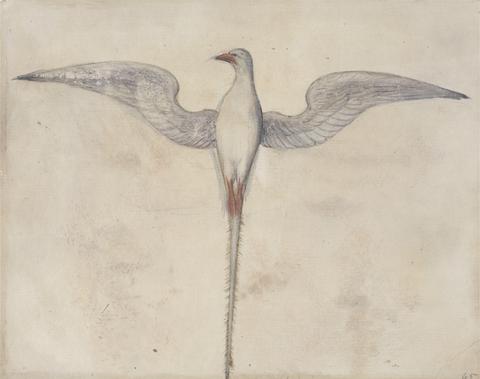 Mrs. P. D. H. Page Tropic Bird, after the Original by John White in the British Museum [Caribbean and Oceanic, No. 17]