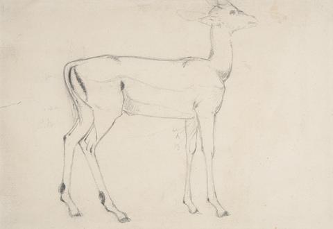 Samuel Daniell Study of a Standing Deer