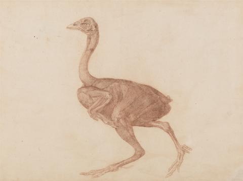 George Stubbs Dorking Hen, Lateral View