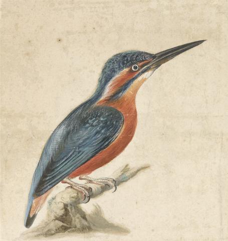 Thomas Atwood A Kingfisher