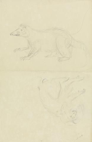 James Sowerby A Mammal (coatimundi?) and a Primate (Marmoset?). A Coatimundi and a Lion-Headed Marmoset