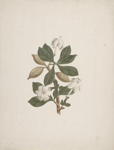 James Bruce Gardenia ternifolia Schum.& Thonn. (Wild Gardenia): finished drawing