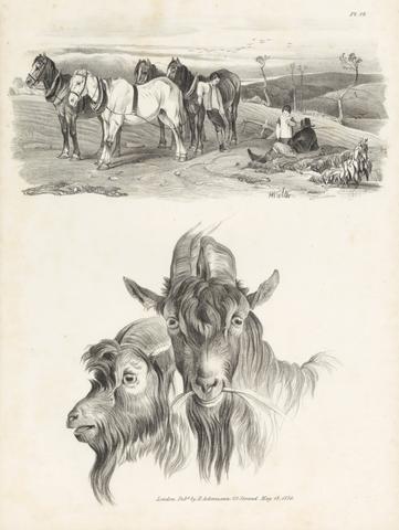 Henry Walter Untitled Images of Livestock, Plate 12