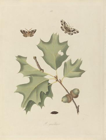 John Harris the elder Phalaena Quernaria. Quercus Rubra (American Oak Beauty, Northern Red Oak), Plate 103 from James Edward Smith, the 'Natural History of the Rarer Lepidopterous Insects of Georgia', London, 1797