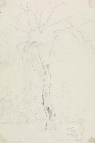 Capt. Thomas Hastings Sketch of a Tree with Buildings in the Park Beyond