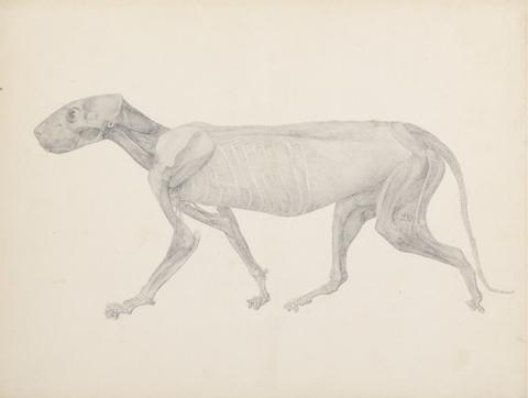 George Stubbs Tiger Body, Lateral View (Finished Drawing for Unpublished Table; Shows the Third Stage in Dissection)